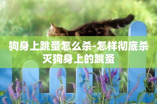 狗身上跳蚤怎么殺-怎樣徹底殺滅狗身上的跳蚤