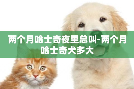 兩個月哈士奇夜里總叫-兩個月哈士奇犬多大