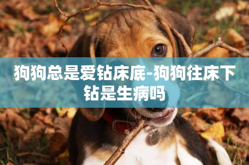 狗狗總是愛鉆床底-狗狗往床下鉆是生病嗎