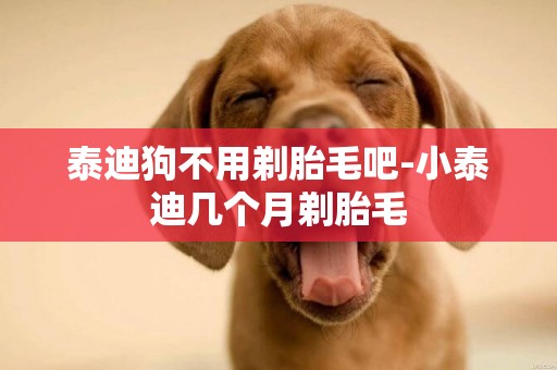 泰迪狗不用剃胎毛吧-小泰迪幾個月剃胎毛