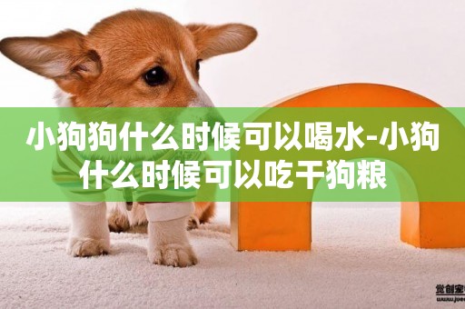 小狗狗什么時候可以喝水-小狗什么時候可以吃干狗糧