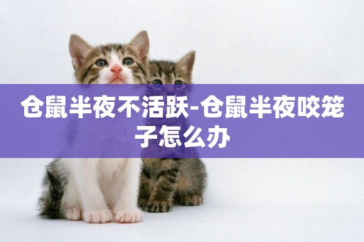 倉鼠半夜不活躍-倉鼠半夜咬籠子怎么辦