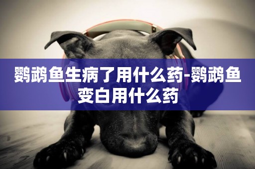 鸚鵡魚生病了用什么藥-鸚鵡魚變白用什么藥
