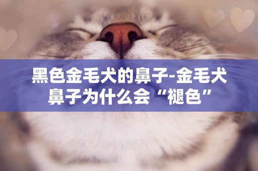 黑色金毛犬的鼻子-金毛犬鼻子為什么會“褪色”
