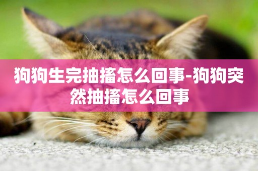 狗狗生完抽搐怎么回事-狗狗突然抽搐怎么回事