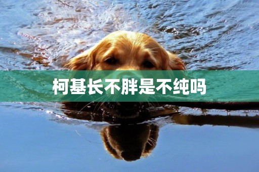柯基長不胖是不純嗎