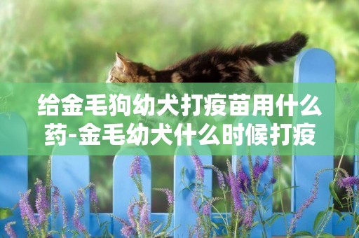 給金毛狗幼犬打疫苗用什么藥-金毛幼犬什么時候打疫苗