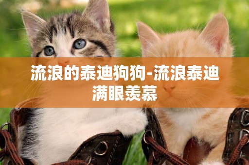 流浪的泰迪狗狗-流浪泰迪滿眼羨慕
