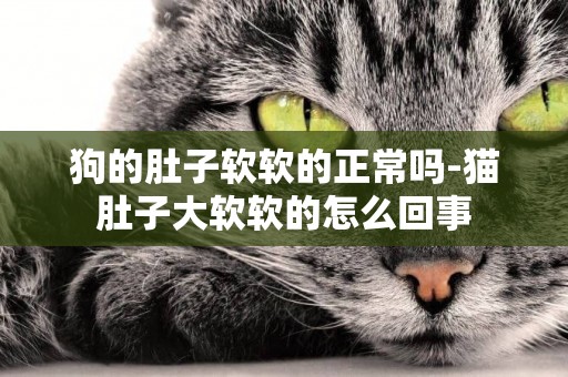 狗的肚子軟軟的正常嗎-貓肚子大軟軟的怎么回事