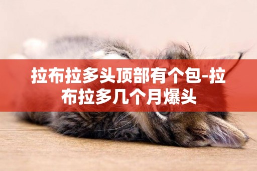 拉布拉多頭頂部有個包-拉布拉多幾個月爆頭
