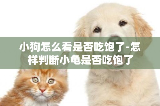 小狗怎么看是否吃飽了-怎樣判斷小龜是否吃飽了