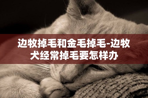 邊牧掉毛和金毛掉毛-邊牧犬經常掉毛要怎樣辦