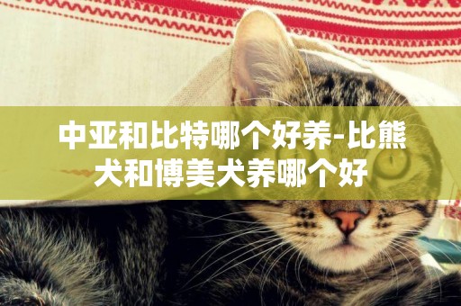 中亞和比特哪個好養-比熊犬和博美犬養哪個好