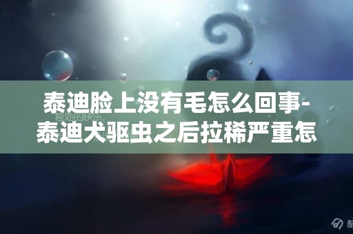 泰迪臉上沒有毛怎么回事-泰迪犬驅蟲之后拉稀嚴重怎么回事