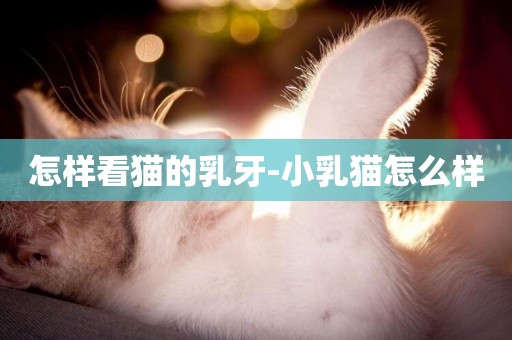 怎樣看貓的乳牙-小乳貓怎么樣