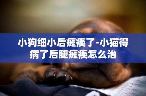 小狗細小后癱瘓了-小貓得病了后腿癱瘓怎么治