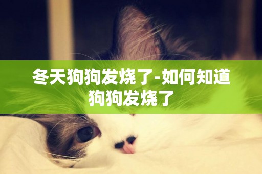 冬天狗狗發燒了-如何知道狗狗發燒了