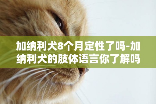 加納利犬8個月定性了嗎-加納利犬的肢體語言你了解嗎