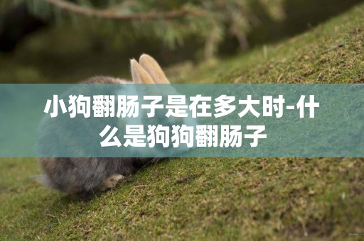 小狗翻腸子是在多大時-什么是狗狗翻腸子