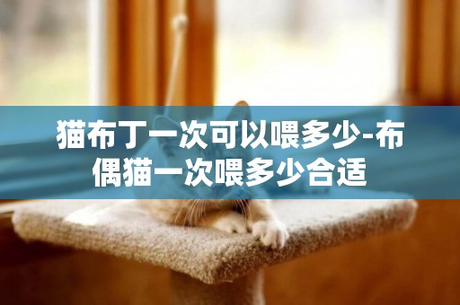 貓布丁一次可以喂多少-布偶貓一次喂多少合適