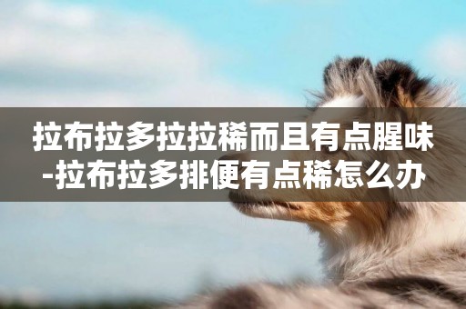 拉布拉多拉拉稀而且有點腥味-拉布拉多排便有點稀怎么辦
