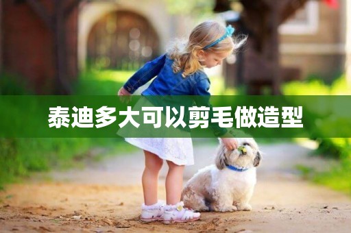 泰迪多大可以剪毛做造型