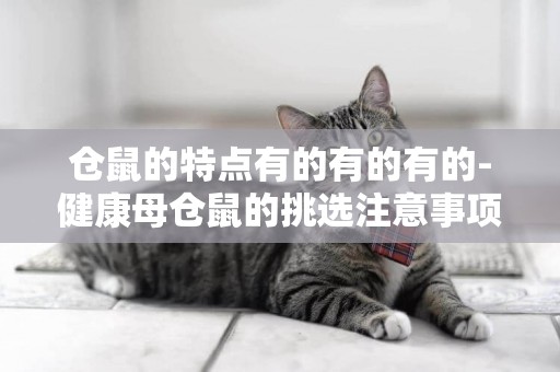 倉鼠的特點有的有的有的-健康母倉鼠的挑選注意事項