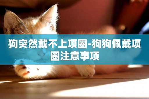 狗突然戴不上項圈-狗狗佩戴項圈注意事項
