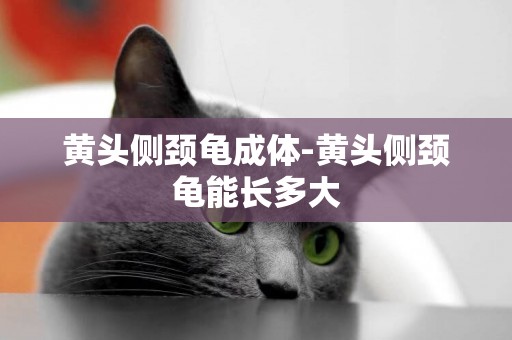 黃頭側頸龜成體-黃頭側頸龜能長多大