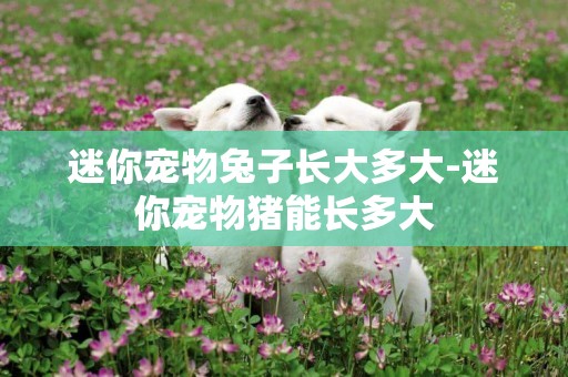 迷你寵物兔子長大多大-迷你寵物豬能長多大