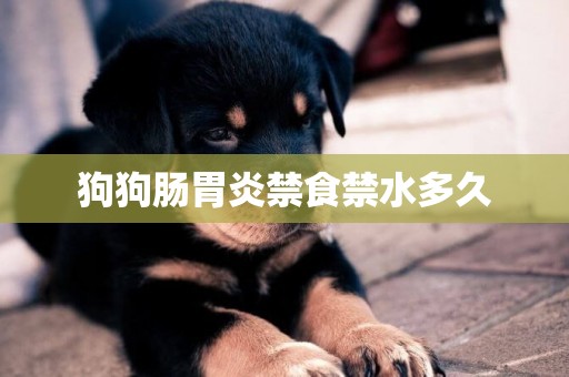 狗狗腸胃炎禁食禁水多久