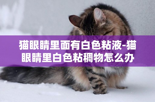 貓眼睛里面有白色粘液-貓眼睛里白色粘稠物怎么辦