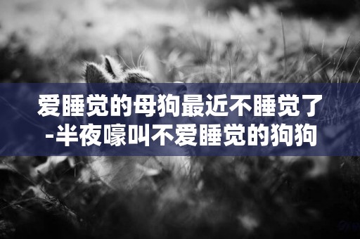 愛睡覺的母狗最近不睡覺了-半夜嚎叫不愛睡覺的狗狗