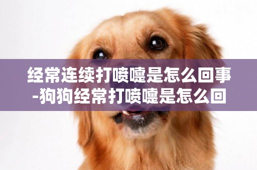 經常連續打噴嚏是怎么回事-狗狗經常打噴嚏是怎么回事