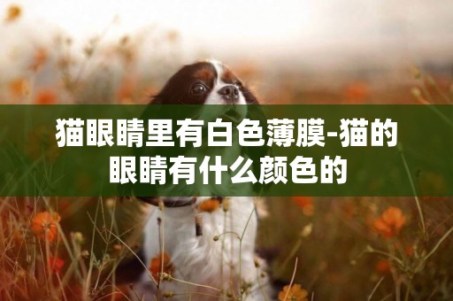 貓眼睛里有白色薄膜-貓的眼睛有什么顏色的