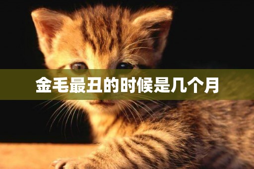 金毛最丑的時候是幾個月