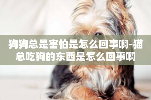 狗狗總是害怕是怎么回事啊-貓總吃狗的東西是怎么回事啊