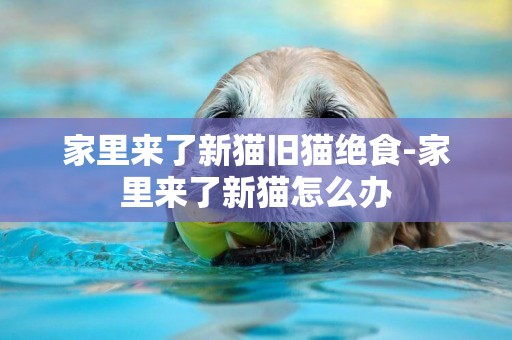家里來了新貓舊貓絕食-家里來了新貓怎么辦