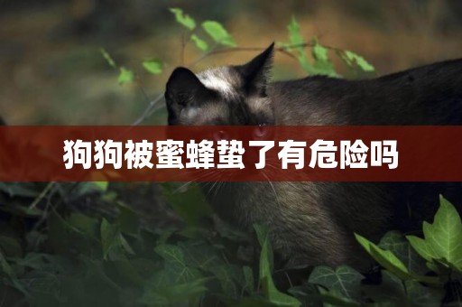 狗狗被蜜蜂蟄了有危險嗎
