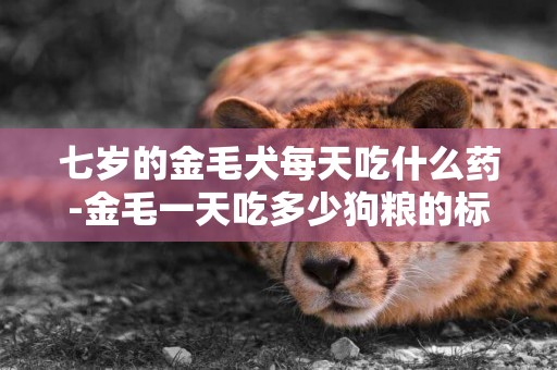七歲的金毛犬每天吃什么藥-金毛一天吃多少狗糧的標準是什么