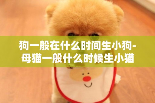 狗一般在什么時間生小狗-母貓一般什么時候生小貓