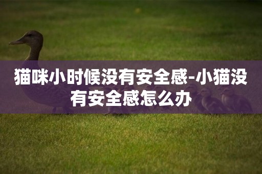 貓咪小時候沒有安全感-小貓沒有安全感怎么辦