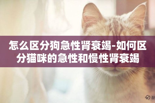 怎么區分狗急性腎衰竭-如何區分貓咪的急性和慢性腎衰竭