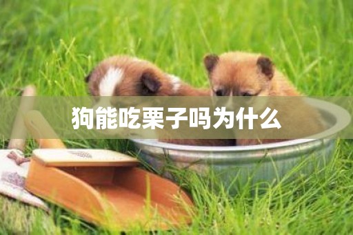 狗能吃栗子嗎為什么