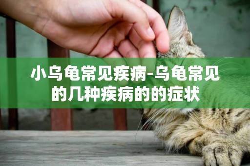小烏龜常見疾病-烏龜常見的幾種疾病的的癥狀