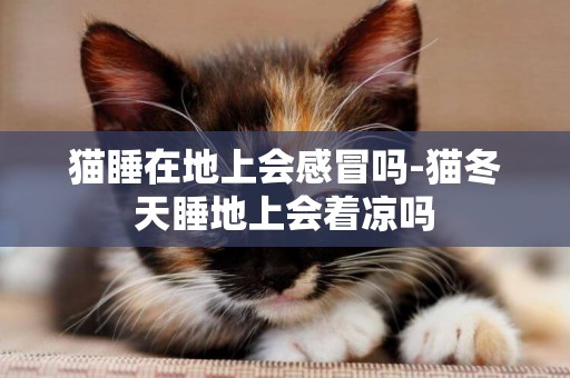 貓睡在地上會感冒嗎-貓冬天睡地上會著涼嗎