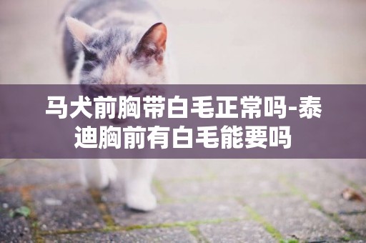 馬犬前胸帶白毛正常嗎-泰迪胸前有白毛能要嗎