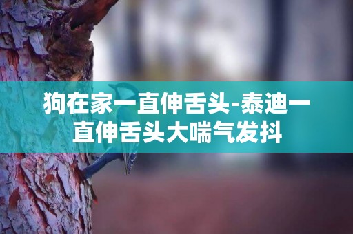 狗在家一直伸舌頭-泰迪一直伸舌頭大喘氣發抖