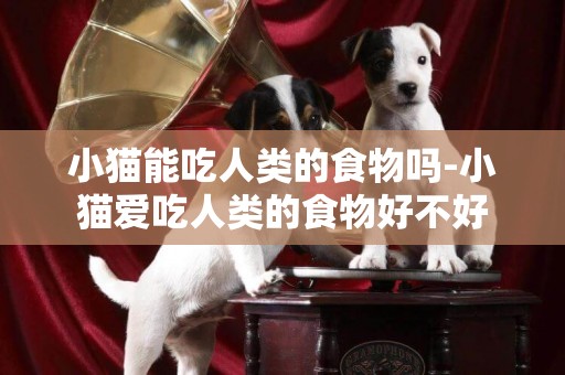 小貓能吃人類的食物嗎-小貓愛吃人類的食物好不好