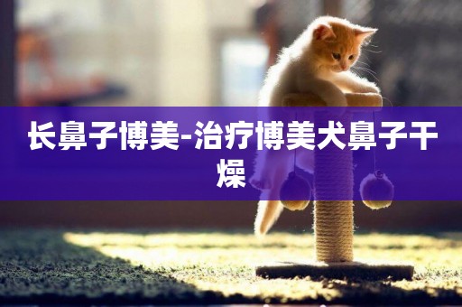 長鼻子博美-治療博美犬鼻子干燥